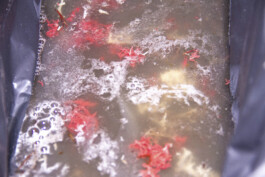 Spacebirth 2